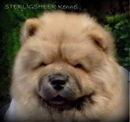 8 week old - Photo: Sterlingsheer Kennel