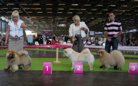 Left-Best puppyfemale WDS + French Champion Show-Alisum Beautiful Flower (Azalias sister)