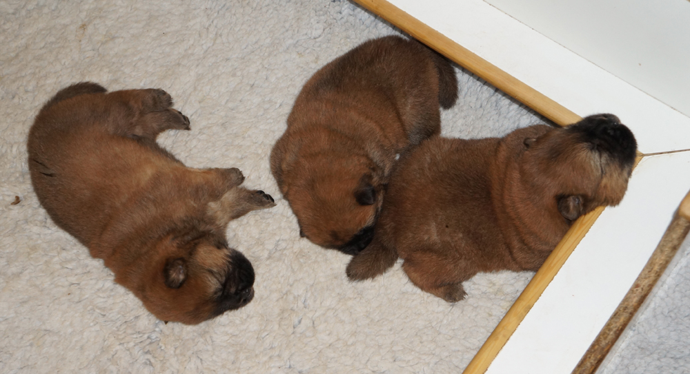 B2-litter-2½ week old