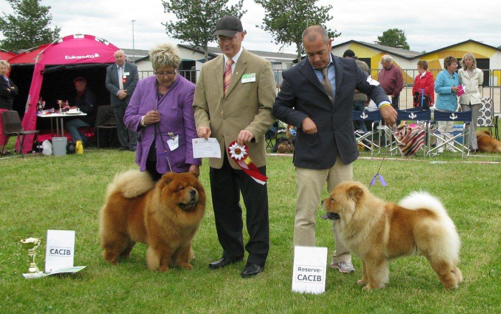 Worldwinner BOB+Cacib CH Tin Pan Alley Can Can Charlie-Res.Cacib+Cert.Moima Alberto Tomba