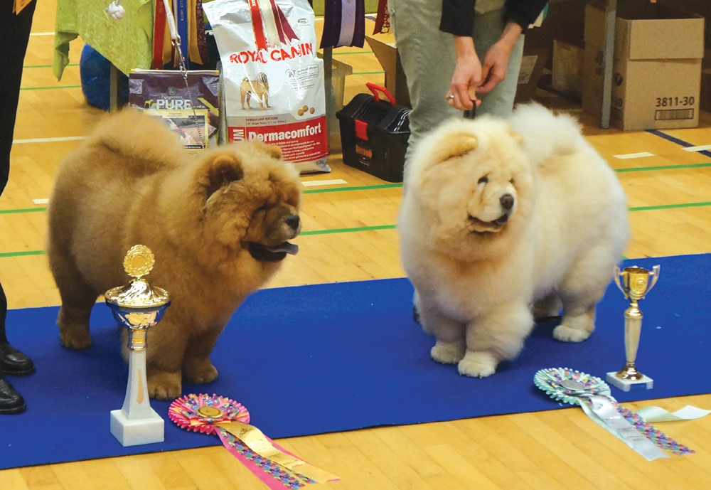 Best puppy +  BIS puppy (left) Justin For Liu-Su Style Of Mary and BOS puppy Orinells Live Your Dream 