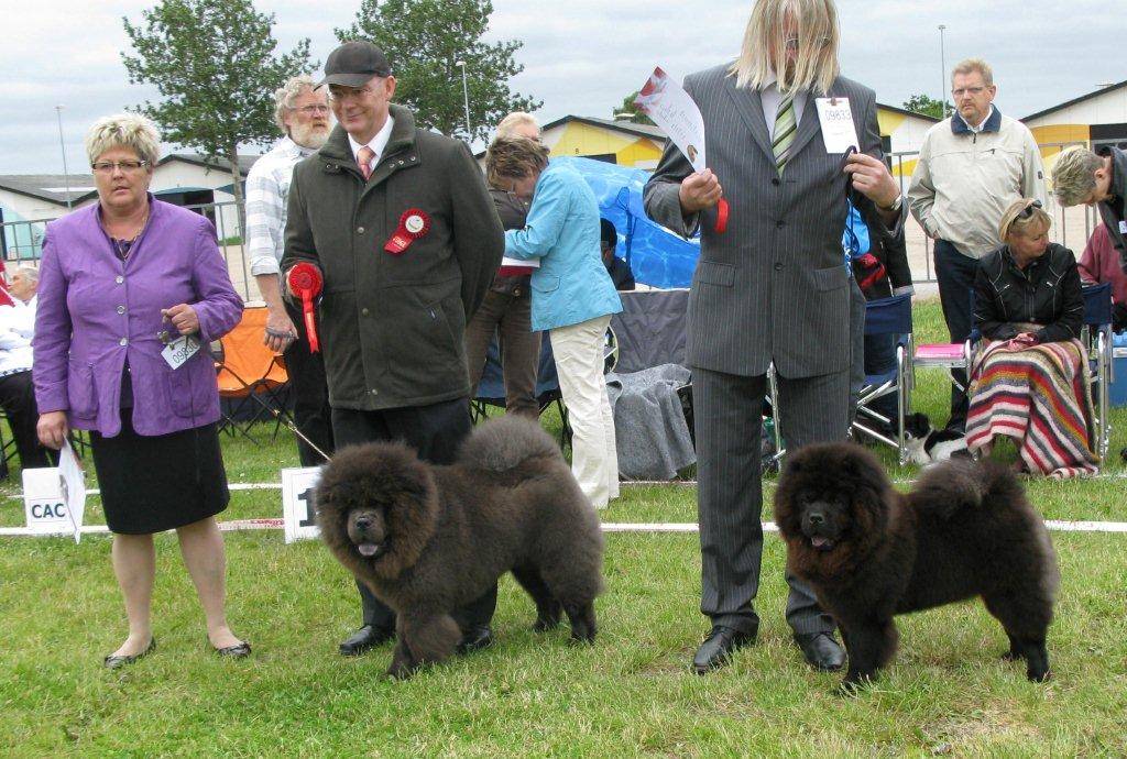 Best puppy (left) Tin Pan Alley Fly Me To The Moon-Best female puppy To Shih Te Vom Leng Chi Lou