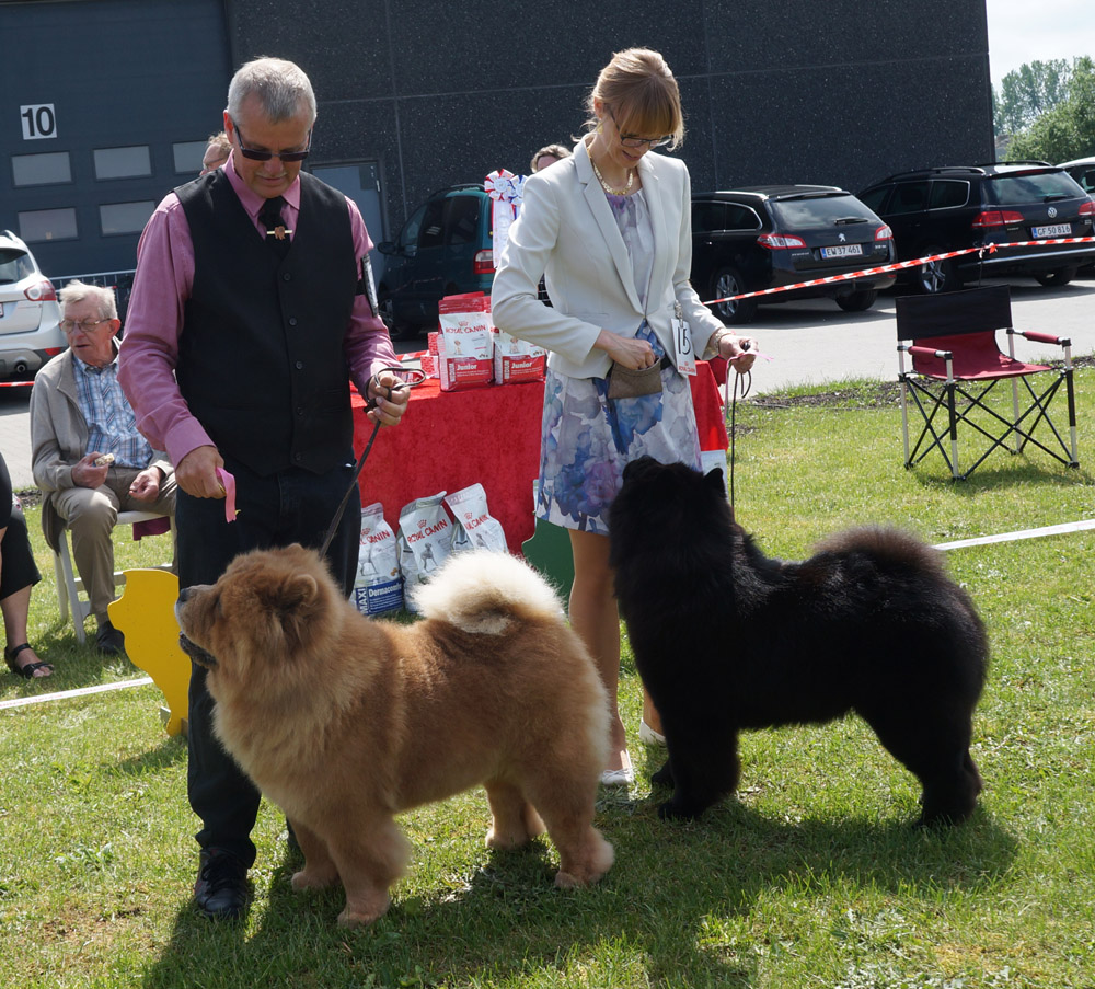 Champion dog 3. CH Chan-Los Cant Buy Me Love 4. CH Piuk Chow Possesses Black Passion