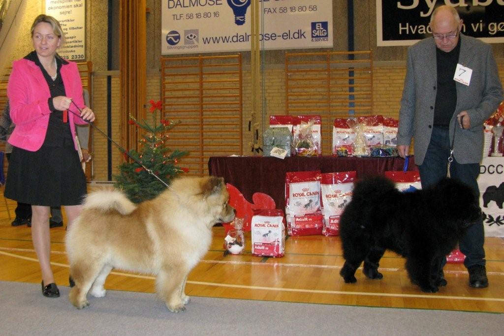 Champ.male 1.CH Bidachows Gentle Gibson 2.CH Orinells Extra Extra