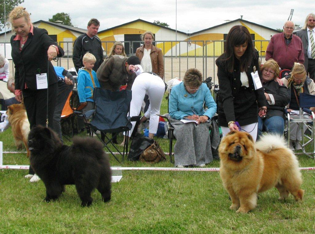 Champ.female 1. CH Piuk Chow Missies Victoria Princess 2.CH Cahn-Los A Kind Of Magic