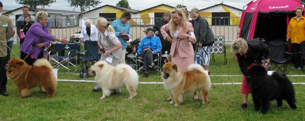 Champ.-male 1. CH Tin Pan Alley Can Can Charlie 2. CH Rossy  Cream Colombo 3. CH Bidachows Gentle Gibson 4. CH Orinells Extra Extra