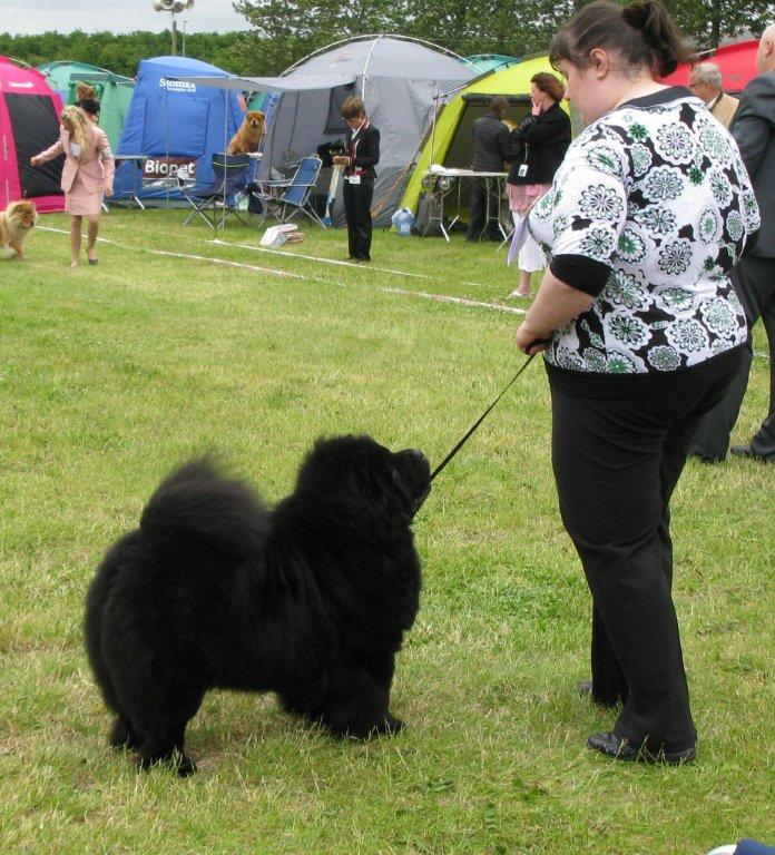 Champ.female 3. Ch Bagira Zolotogo Priiska