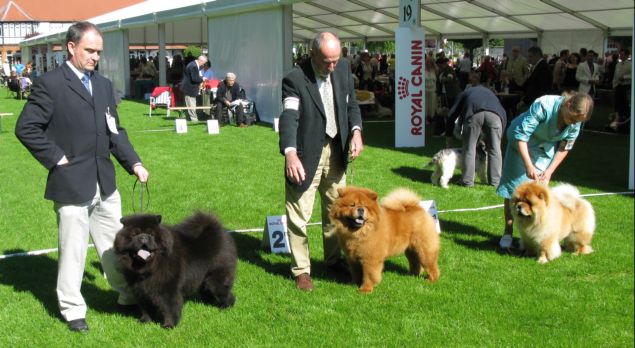 Champion dog 1. CH Brosscroft Midnight Storm 2.CH Miketilla Minstrel Boy At Owenbeg 3.CH Zorro Lietuvos Liutas