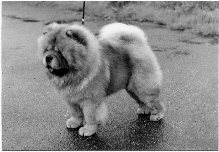 Star sales chow chows