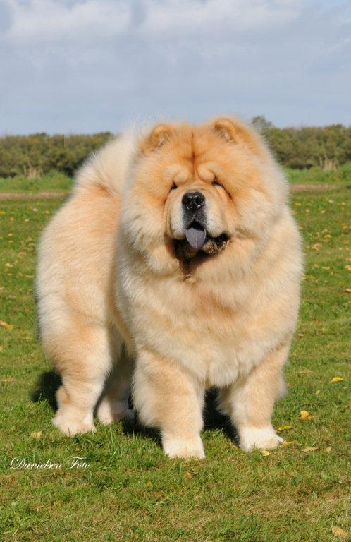 star chow chows