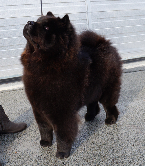 CH Stagebo´s Zip Code (Nanna)-2 year