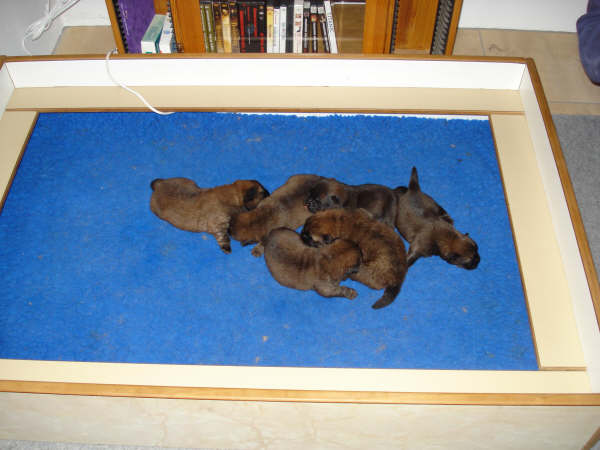 1 week old