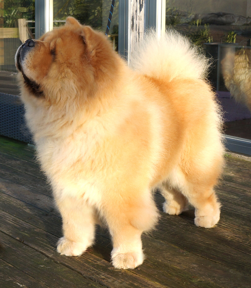 best chow chow