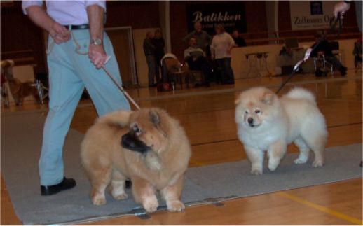 Best baby (left) Fuh-Thu-Chows Inka-Rose+Litchi Chow Daisy May