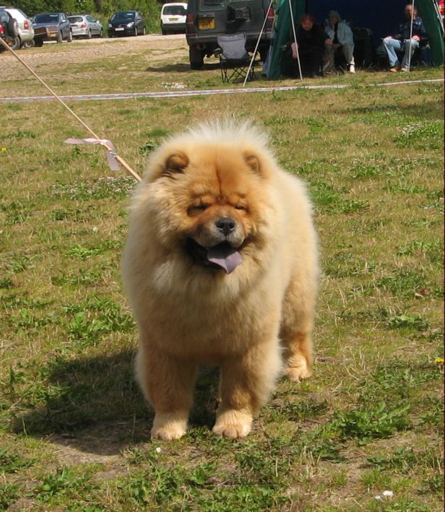 Chowhills Gandor-SL-Best puppy