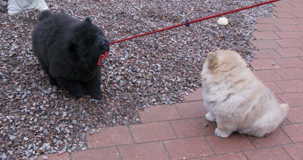 11 week old - play in the garden