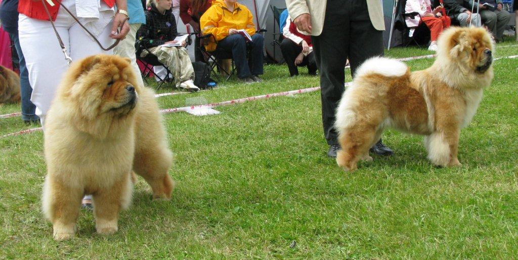 Interm.female 3.Chan-Los Bang A Boomerang 4.Bao-Fangs Fen-Hong-Se Nu Shi