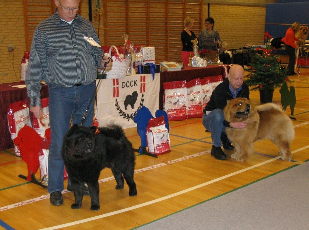 Intermediate male 1. Bidachows Lord Luke The Smooth 2. Piuk Chow Privat Passion