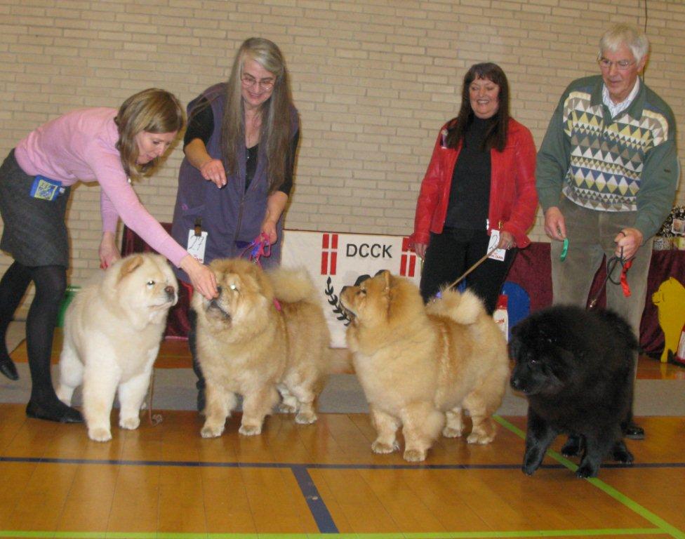 Junior female 1.Pei Fang Eyecatcher 2.Sakumas Pure Pleasure 3. Sakumas Golden Goddess 4.Hei-Yu-Tzu Effie