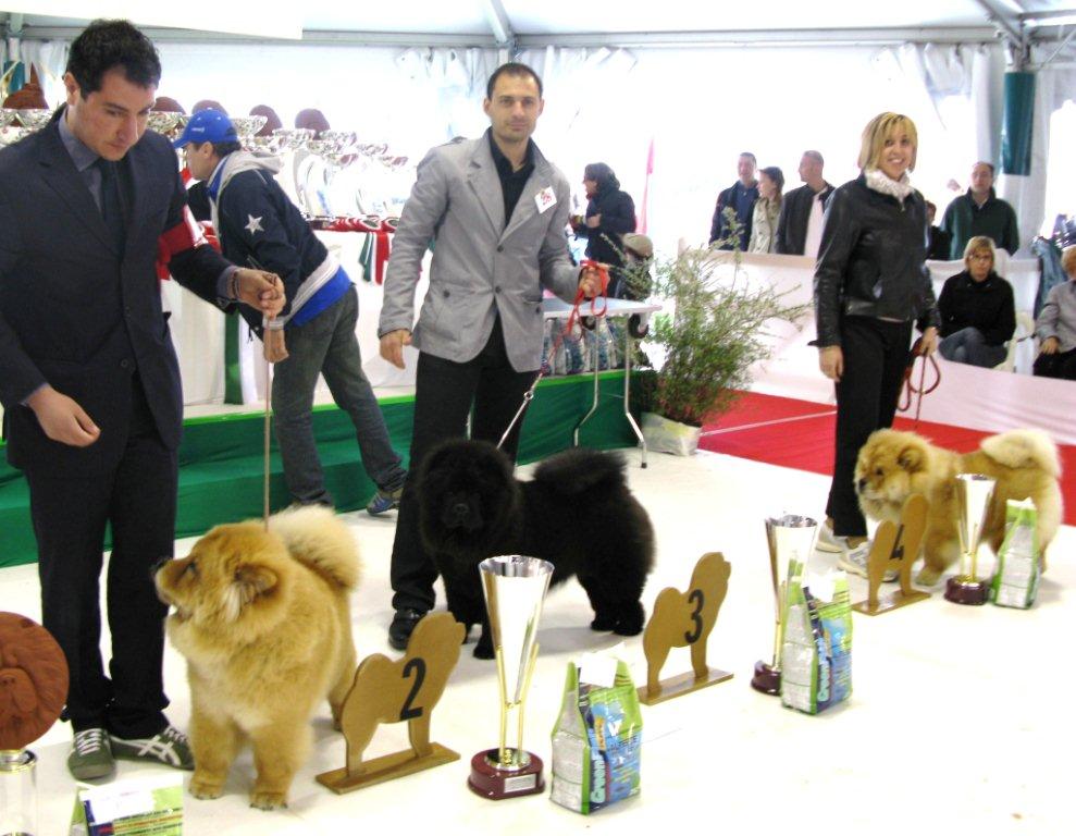 Femalepuppy 2.Sophies Pearl Simply The Best 3.Billie Jean Dei Leoni Imperiali 4.Mascias World