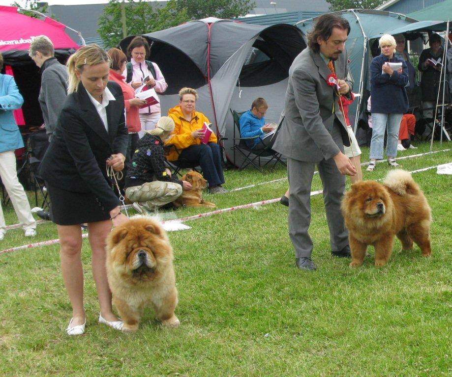 Junior female 3.Royal Crystal Del Fiume Giallo 4.Xiao-Xing Oelan Oede