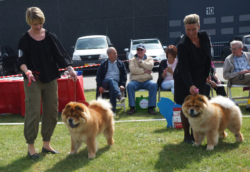 Intermediate dog 1. Chan-Los From Me To You 2. Piuk Chow Plenty Of Summer Success