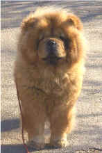 Stagebo�s Peggy Sue (Peggy)-died 7 year old