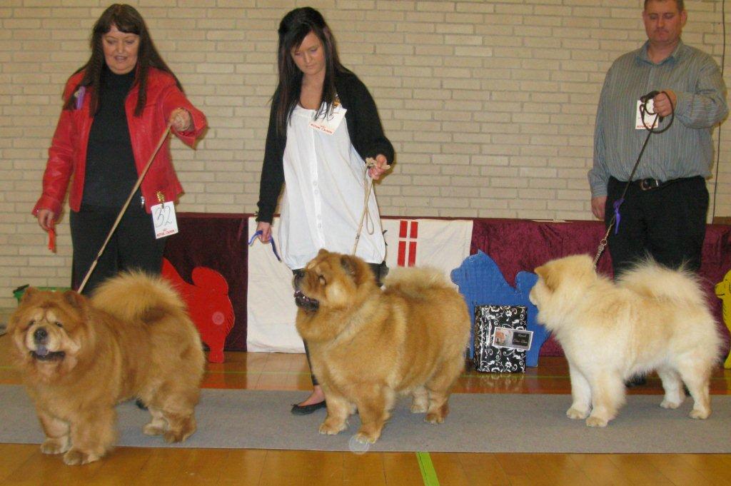 Open female 1.Peifus Cilja Tin 2.Chan-Los A Kind Of Magic 3.Litchi Chow Creme Princess