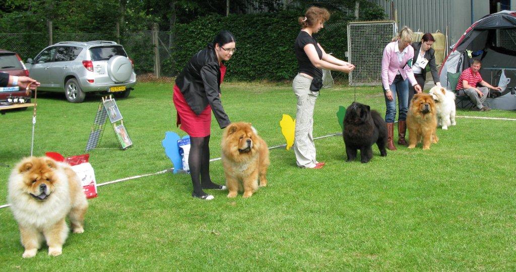 Open male 1.Di Ka Tchou Zung Tzung Le 2.CH Ynhaltijain Dernyn Mrri 3.Simuta Dess Cosmos 4.CH Stagebos Twist And Shout 5.Yuppi Shpigel Shedich Lav Lap Top