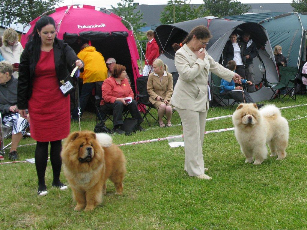 Open male 3.Ynhaltijain Dernyn Mrri 4.Bon Triumph Sugar White