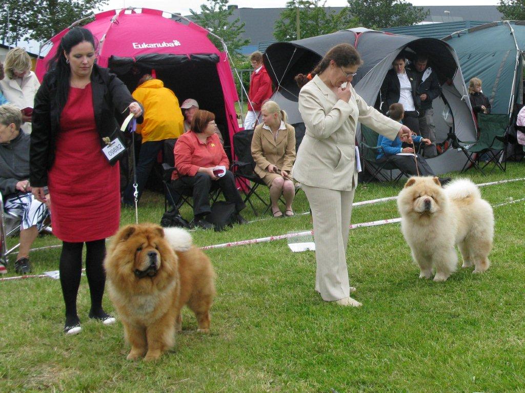 Open male 3.Ynhaltijain Dernyn Mrri 4.Bon Triumph Sugar White