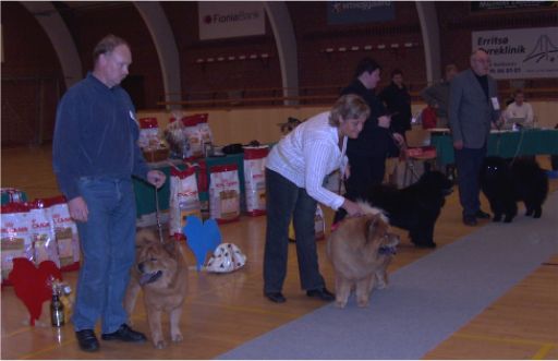 Open males 1. Bidachows Funky Smooth Foxy 2.Pelis Jing Balou Of Flensborg