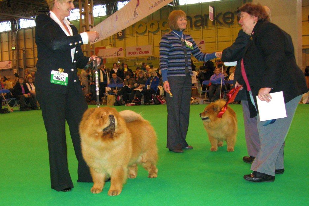 Vet.bitch 1.+Res.CC CH Mactykes American Beauty At Komatsu 2.Christmas Cracker At Larchow