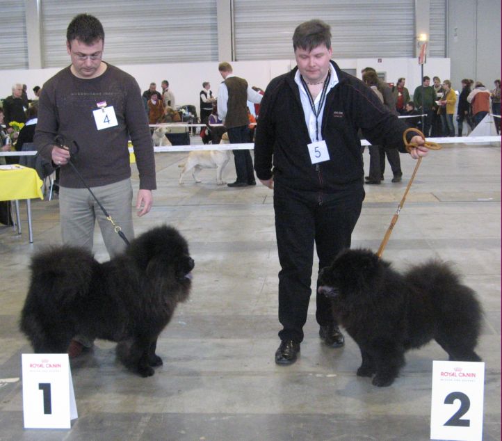 Intermediate male-1.Quentin vom Mhlenberg 2.Konsul vom Weissen Schwan