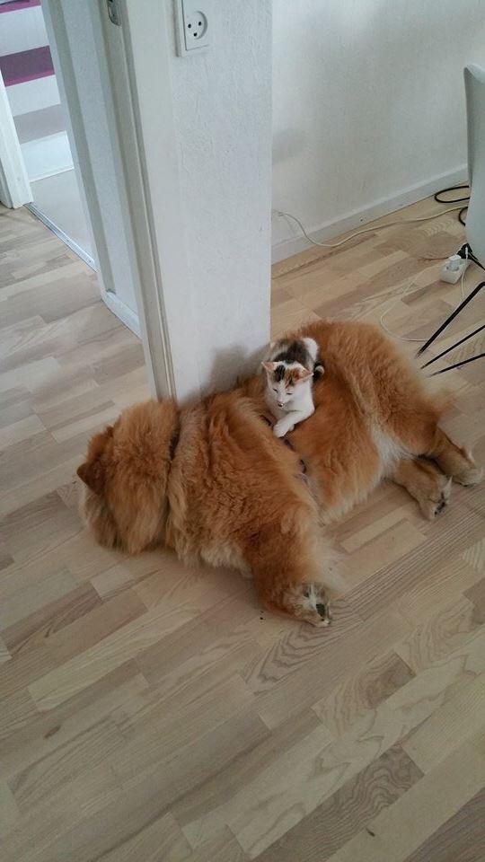 Stagebo's Betty Boop (Betty) with her new friend