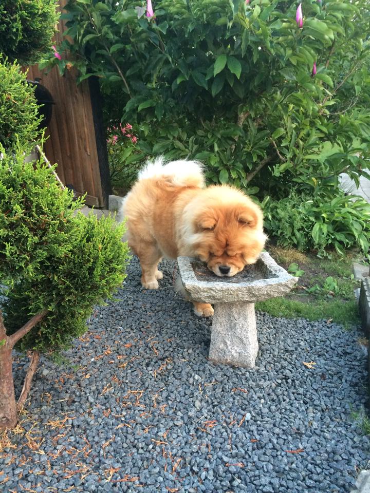 Stagebos Betty Boop (1 year)-lives in Aalborg, DK