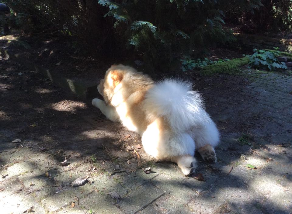Stagebo's Counter Striike (Toke-1 year) - lives in Holland