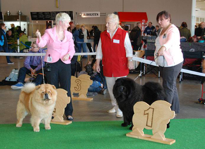 Neumnster 30.05.2015: CH Stagebo's Angel Of The Morning BOS (left)