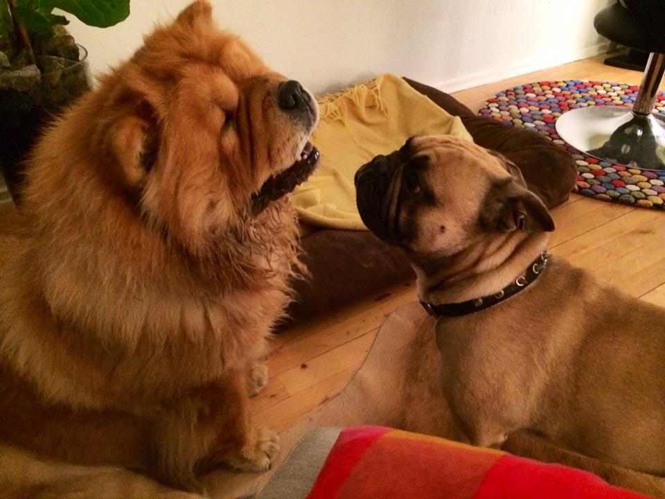 Stagebo's Betty Boop (Betty) and her playmate