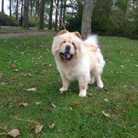 Stagebo's Cracklin' Rose (Knoet) - lives in Holland