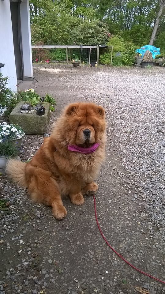 Diggi-Loo Diggi-Lei (Thea) 1 year