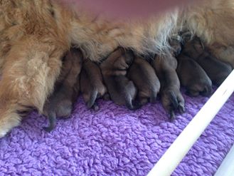 Newborn