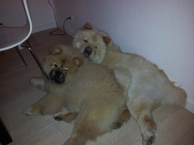 Stagebo's Fortune Cookie (Mollie) & Stagebo's Crack Of Dawn (Muffi)