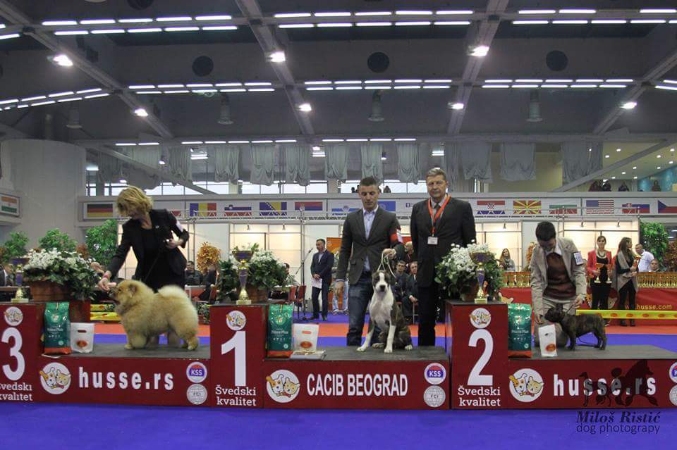 BIS Baby Stagebo's First Lady For Buddha (Lady) - Belgrade - Photo Milos Ristic 