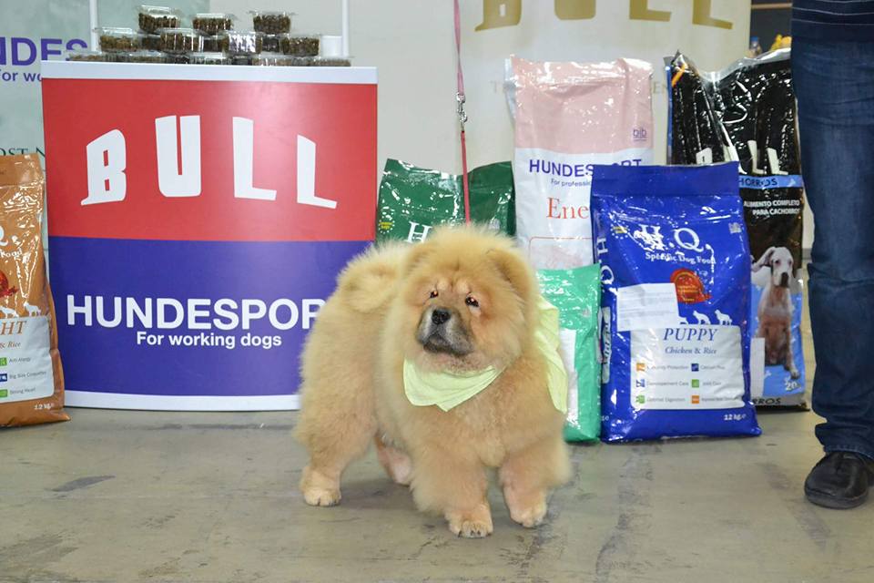 Lady at her first dogshow in Belgrade