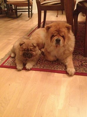 Rosa (Elusive Butterfly) + Ronja
