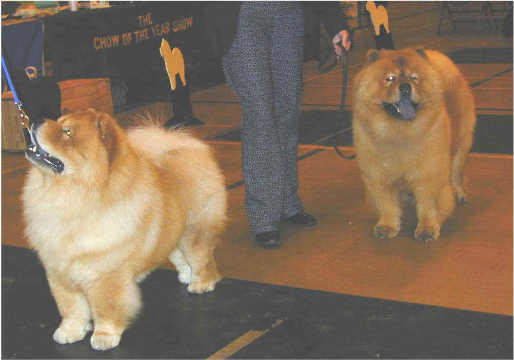 Open dog-1st IRCH Lechan Jarvis-2nd CH Shiyue Starman At Miketilla