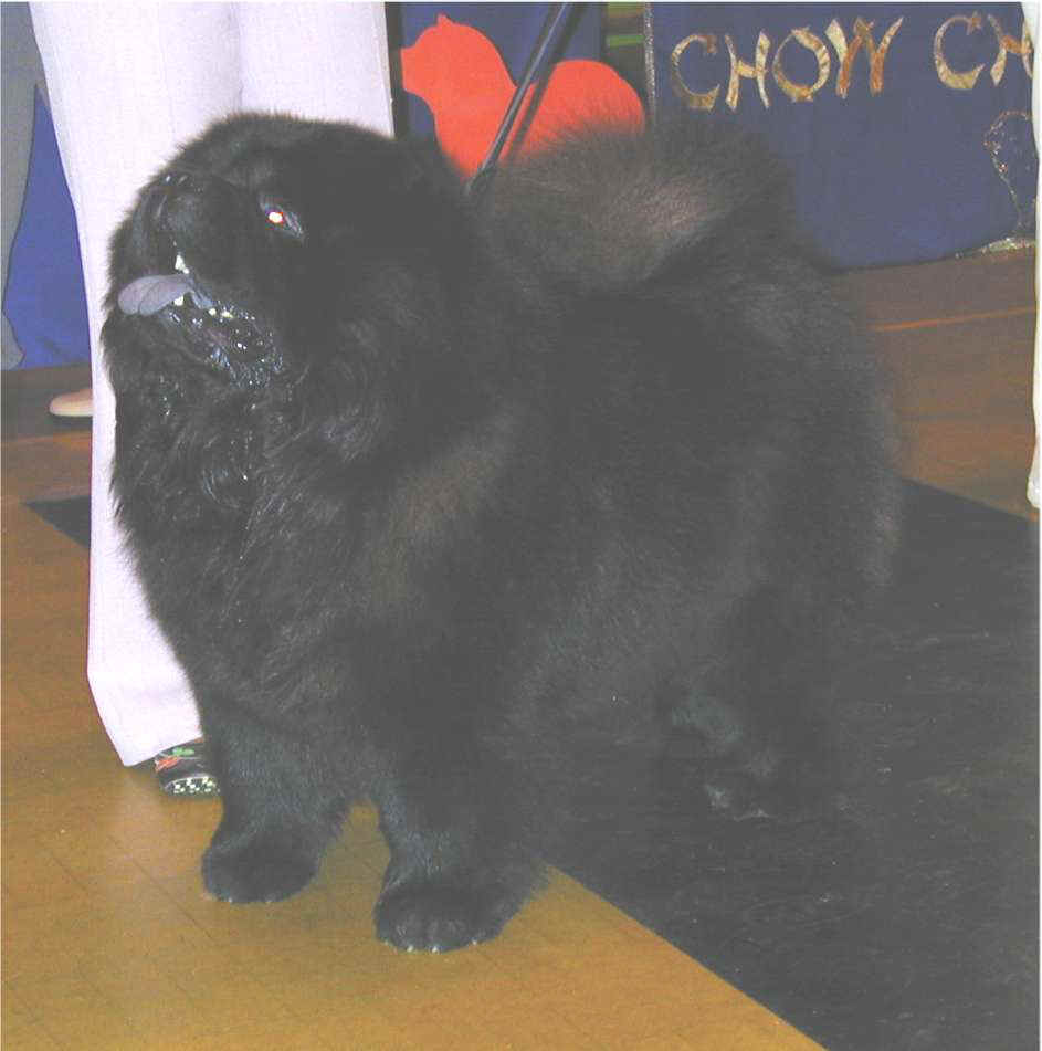 Spec.grad.dog(AOC)-1st Helyenhu Sam Spade