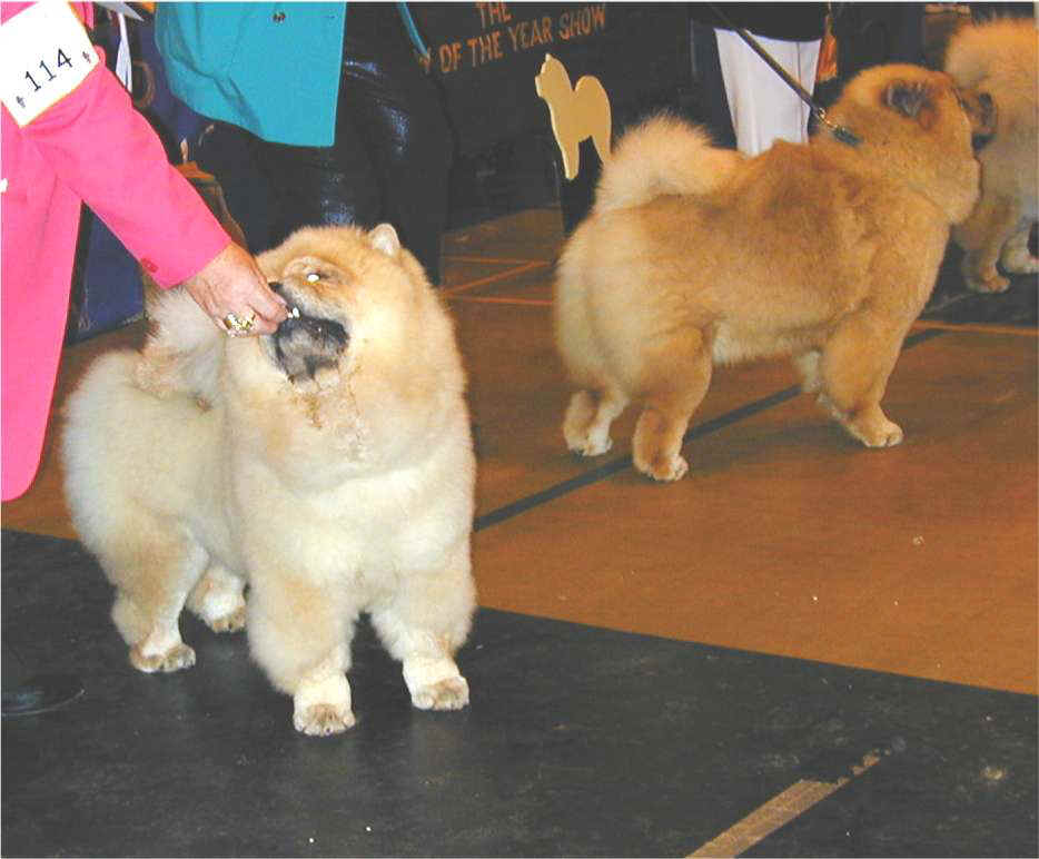 Best puppy bitch-1st Dejoh Bears Cub-2nd Tsuni Starbaby