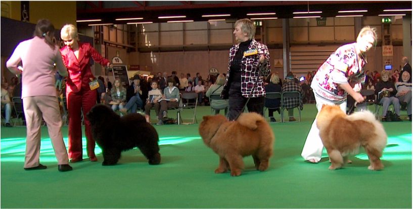 Open Dog 2. CH Bon Triumph Dariy Black King-3. CH Miketilla Monogram- 4.CH Lechan Jarvis